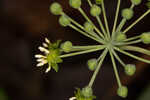 Blue Ridge carrionflower